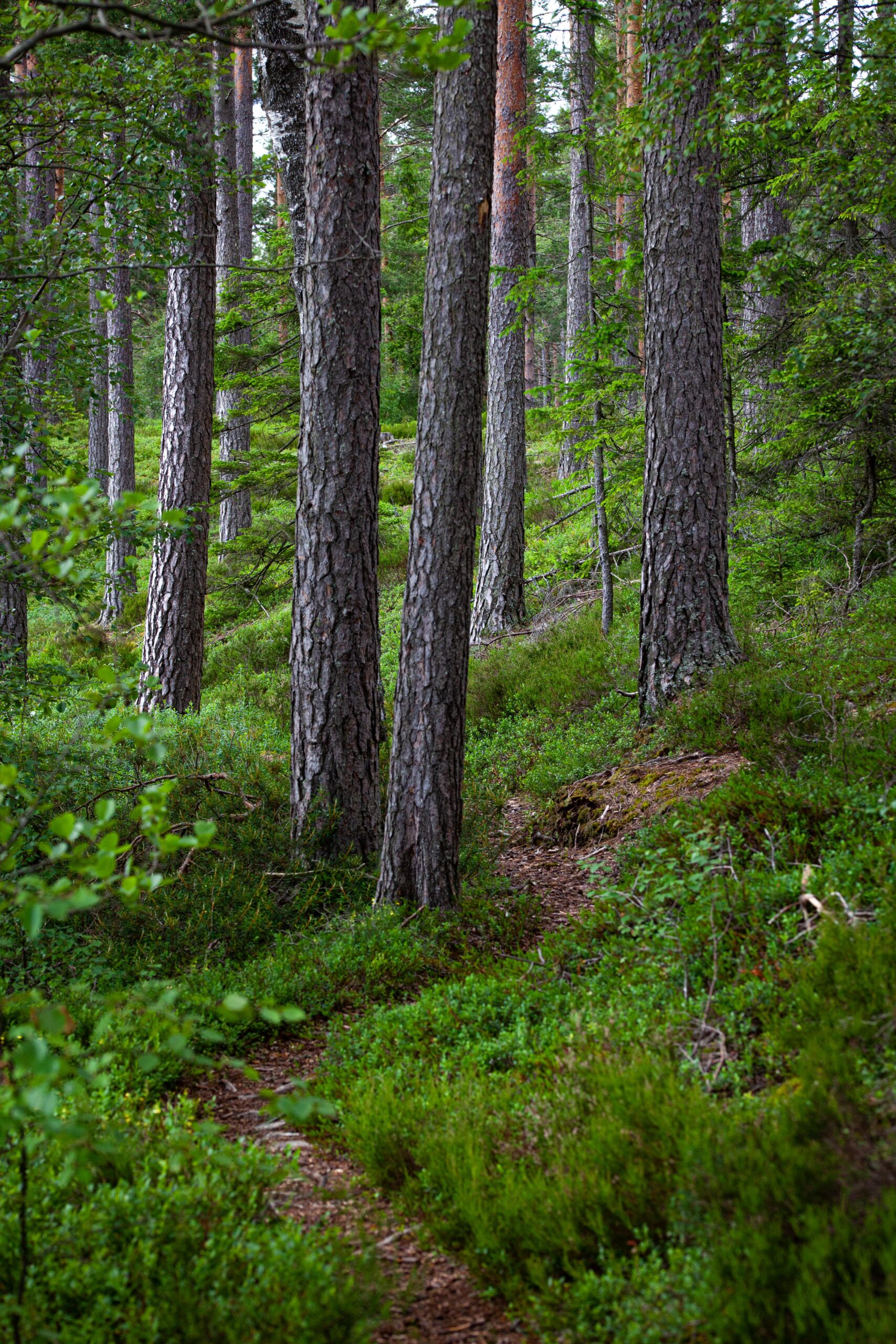 Ein Spaziergang in Schweden